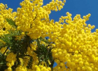 Per Noi la Donna è Universale … e non “partecipa” alle mode del momento